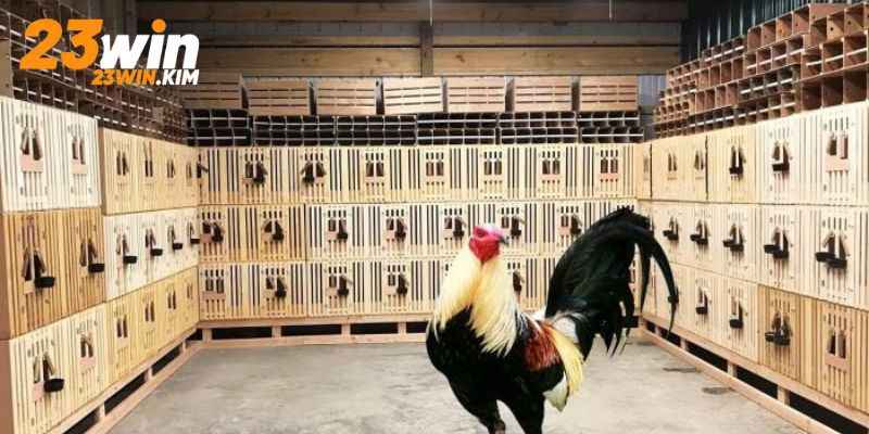 Một số lưu ý khi nuôi gà đá